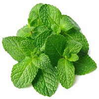 mint : one of the home remedies for acidity and gas problem